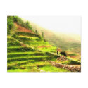 Chinese Farmer postcards