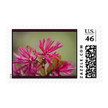 Chinese Fringe-flower stamp