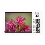 Chinese Fringe-flower stamp