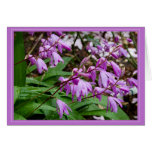 Chinese Ground Orchid Card