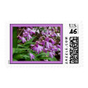 Chinese Ground Orchid Stamp