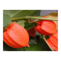 Chinese Lantern Poster posters