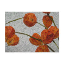 Chinese Lanterns - Postcard