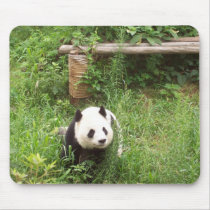 Chinese Panda from Chengdu, China mousepads