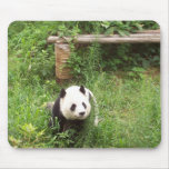 Chinese Panda from Chengdu, China mousepads