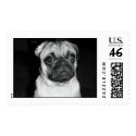 Chinese Pug postage