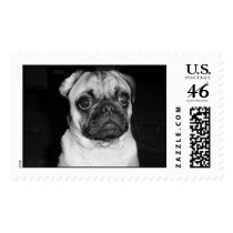 Chinese Pug postage by wombatz Chinese Pug postage