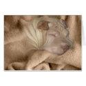 Chinese Shar Pei Camouflage, Wrinkle Hiding Spot cards by KahunaLuna Chinese Shar Pei Camouflage, Wrinkle Hiding Spot cards