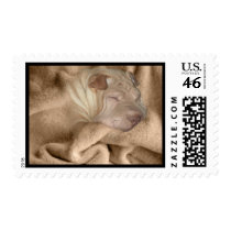 Chinese Shar Pei Camouflage, Wrinkle Hiding Spot Postage Stamps