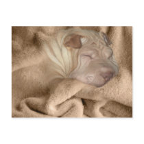 Chinese Shar Pei Camouflage, Wrinkle Hiding Spot postcards