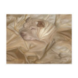 Chinese Shar Pei Camouflaged in Wrinkles Post Card