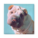 Chinese Shar-Pei magnets