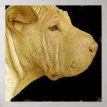 Chinese Shar Pei Poster Print