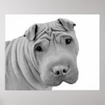 Chinese Shar-Pei Posters