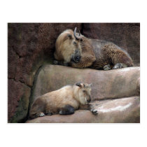 chinese-takin-2 postcards