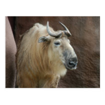 chinese-takin-5 postcards