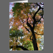 Chinese Tallow tree cards