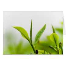 Chinese Tea Tree, "Bud and Two Leaves" (Shoot) Card