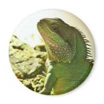 Chinese Water Dragon Refrigerator Magnets