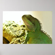 Chinese Water Dragon Poster