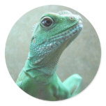 Chinese Water Dragon stickers