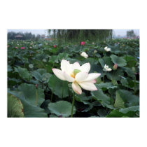 Chinese Water Lily posters by danny_durey Chinese Water Lily posters