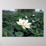 Chinese Water Lily posters