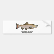 Chinook - King Salmon (spawning phase) Bumper Stickers
