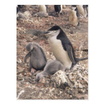 Chinstrap Penguin and Chicks Post Cards