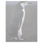 Chinstrap Penguin Letterhead Design
