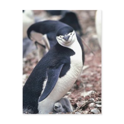 Chinstrap Penguin, Manchot ? jugulaire ( Pygosceli Post Card