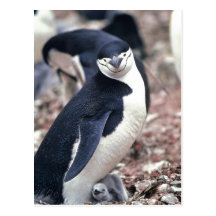 Chinstrap Penguin, Manchot ? jugulaire ( Pygosceli Post Cards