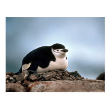 Chinstrap Penguin On Nest Postcard