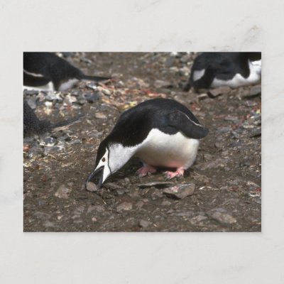 Chinstrap Penguin Nest