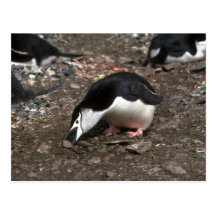 Chinstrap Penguin Picking Up Stone For Nest Offeri Postcard