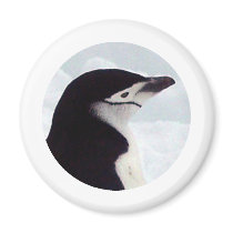 Chinstrap Penguin Portrait magnets by KevOzDotCom Chinstrap Penguin Portrait magnets