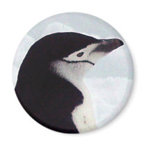 Chinstrap Penguin Portrait magnets by KevOzDotCom Chinstrap Penguin Portrait magnets
