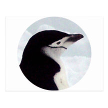 Chinstrap Penguin Portrait Post Cards