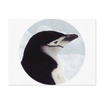 Chinstrap Penguin Portrait postcards by KevOzDotCom Chinstrap Penguin Portrait postcards