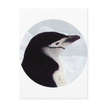 Chinstrap Penguin Portrait postcards by KevOzDotCom Chinstrap Penguin Portrait postcards