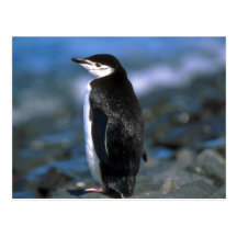 Chinstrap Penguin Post Card