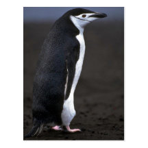 Chinstrap Penguin Post Card