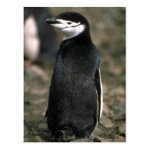 Chinstrap Penguin Post Card