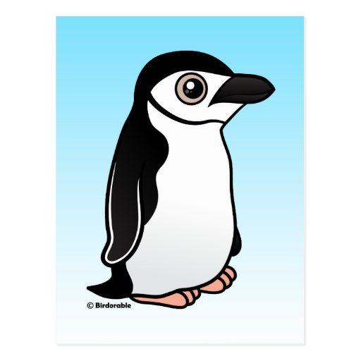 Chinstrap Penguin Post Card