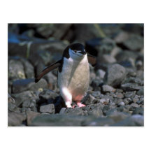 Chinstrap Penguin Post Card