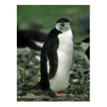 Chinstrap Penguin Post Cards