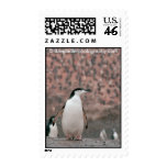 Chinstrap Penguin Postage Stamp