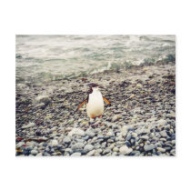Chinstrap Penguin, postcard
