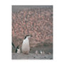 Chinstrap Penguin Postcard
