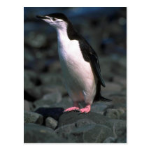 Chinstrap Penguin Postcard